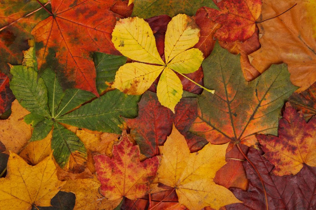 Sortez cet automne
